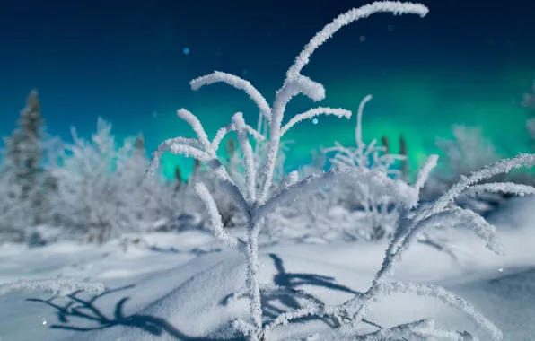 Зима, лес, свет, снег, ночь, ветки, природа, северное сияние