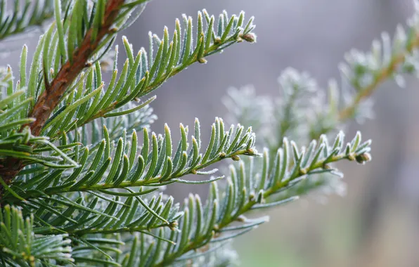 Winter, spruce, twig, hoarfrost