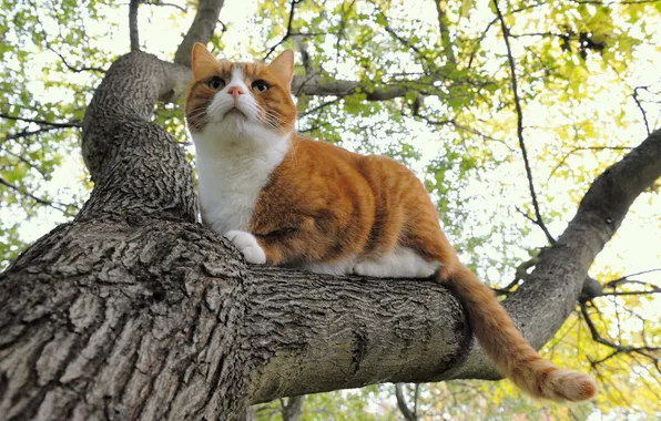 Кошка, кот, природа, дерево, рыжий