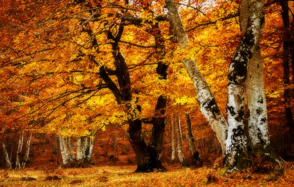 Осень, деревья, пейзаж, парк, листва, текстура
