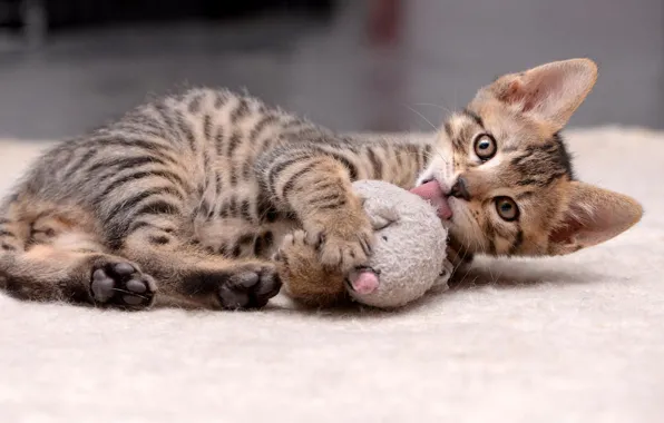 Язык, кошка, котенок, серый, игрушка, игра, лежит, коврик