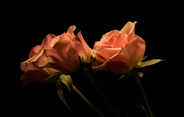 Картинка цветы, розы, тёмный фон