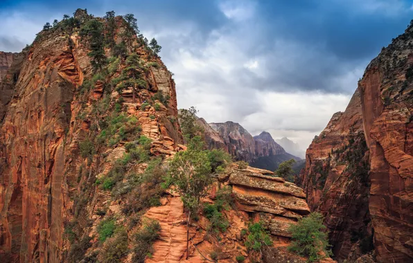 Облака, деревья, горы, камни, скалы, каньон, США, Zion National Park