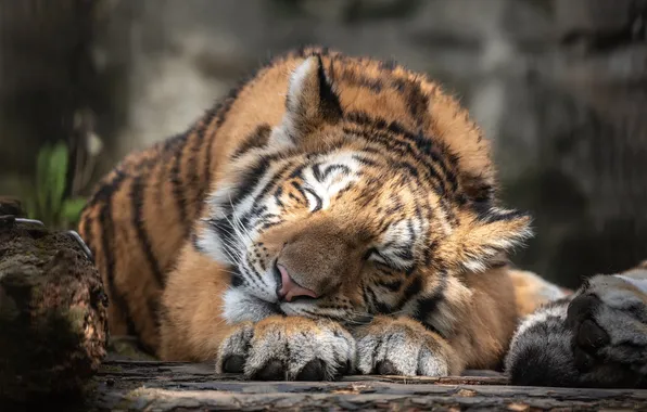 Картинка animals, nature, tiger, sleeping, outdoors, big cats, wild cat, feline