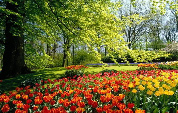 Картинка деревья, цветы, весна