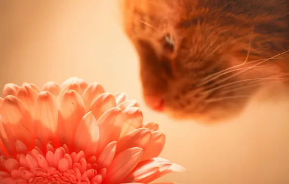 Картинка кошка, цветок, фон