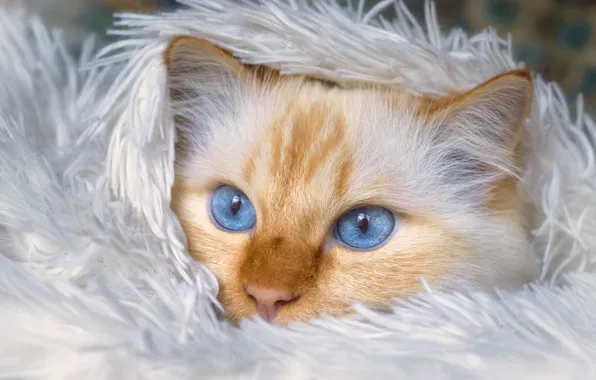 Кошка, белый, кот, взгляд, поза, портрет, рыжий, лежит
