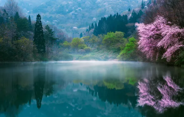 Цветы, природа, туман, озеро, весна, Япония, сакура, дымка