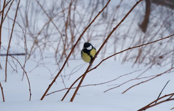 Картинка зима, лес, снег, синичка