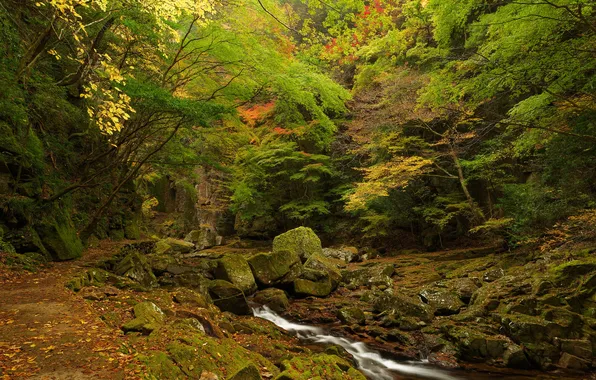 Картинка осень, лес, деревья, ручей, камни, заросли