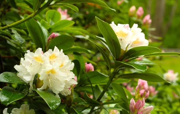 Flower, park, garden, bloom, rhododendron, azalea