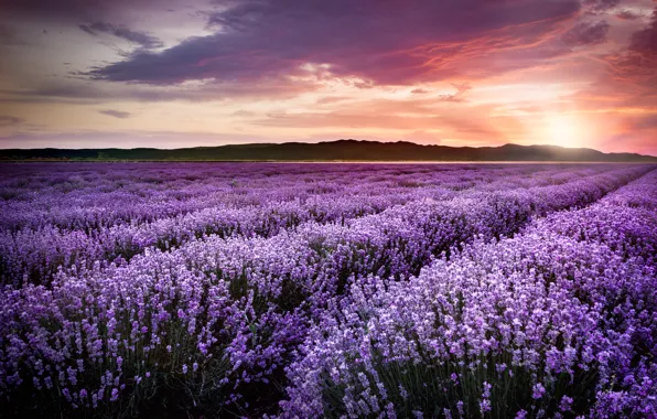 Фиолетовый, закат, цветы, field, sunset, лаванда, lavender, violet