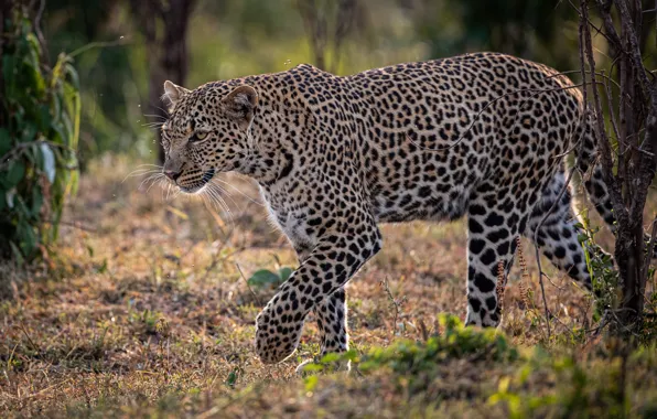 Картинка леопард, Африка, дикая кошка