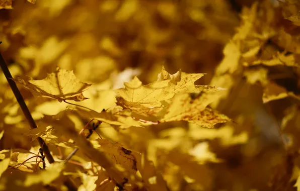 Осень, листья, природа