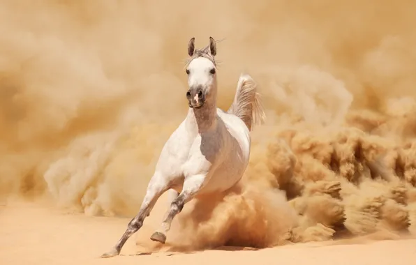 Песок, конь, лошадь, пыль, бег, бежит