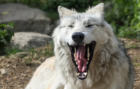 Картинка nature, snow, predator, face, animal, wolf, wildlife, portrait