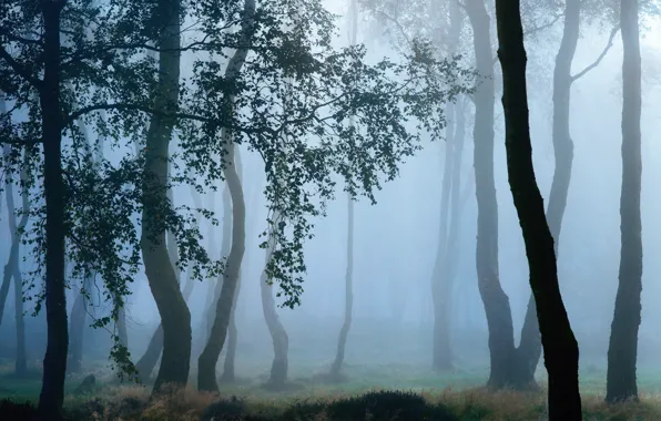 Картинка осень, деревья, ветки, природа, туман, роса, утро, дымка