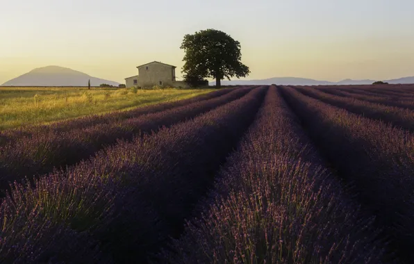 House, France, tree, morning, hills, sunrise, lavender, sunlight