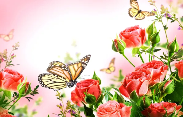 Бабочки, фон, куст, розы, красные, крупным планом