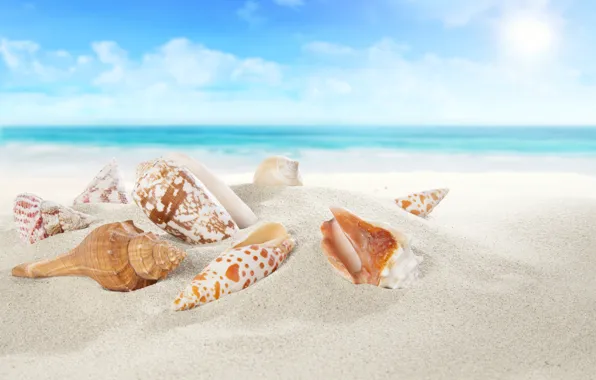 Sea, sand, sand beach, seashells