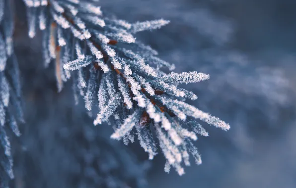 Spruce, twig, hoarfrost