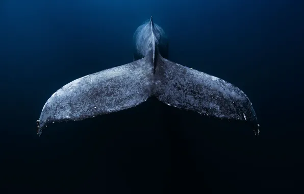 Sea, ocean, blue, whale, whale tail, mexico baja
