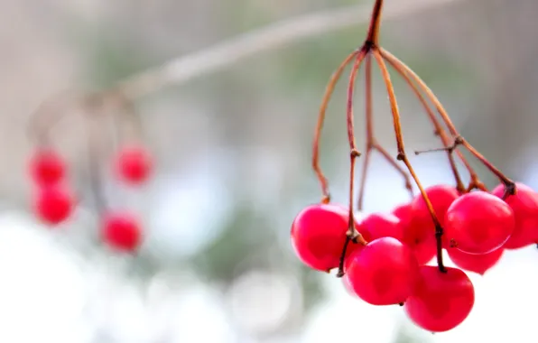 Картинка зима, снег, ягоды, красные