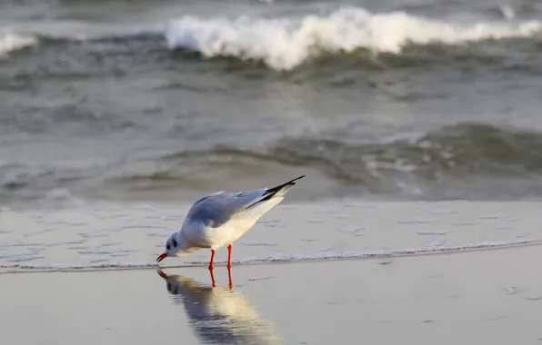 Ocean, bird, wave, seagull