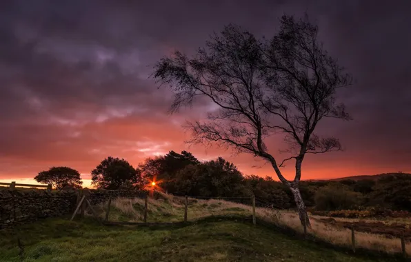 Картинка закат, ночь, дерево, забор