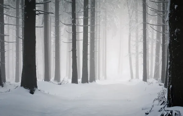 Картинка холод, зима, дорога, снег, деревья, дерево, стволы, дороги
