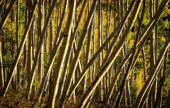 Картинка лес, деревья, Колорадо, США, роща, осина, Аспен