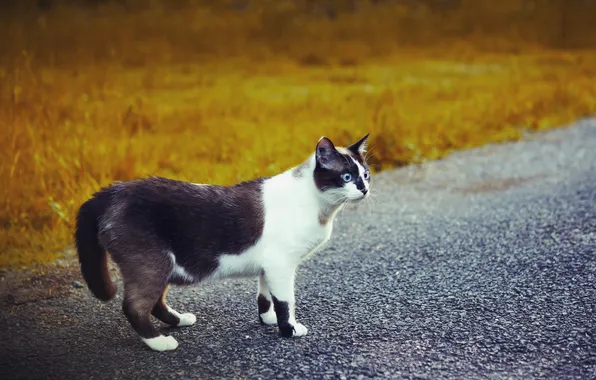 Картинка дорога, кошка, взгляд, чёрно-белая, голубоглазая