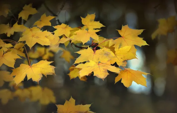 Картинка осень, листья, природа, фон