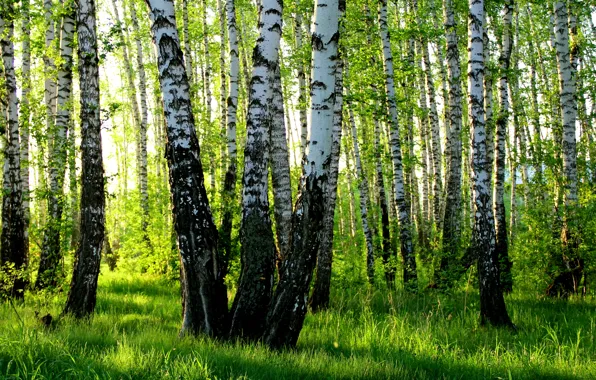 Лето, березы, роща