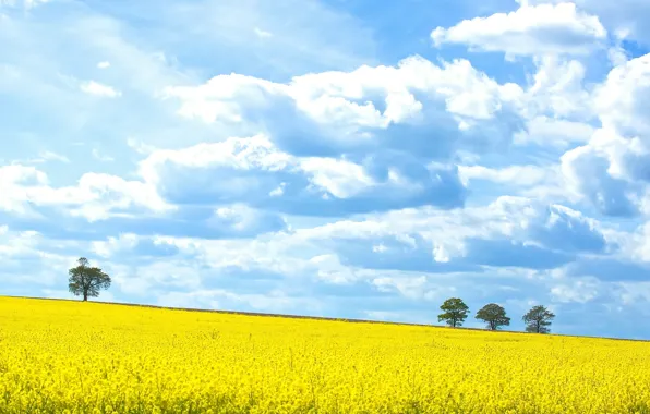 Sky, trees, field, clouds, spring, sunny, field of gold