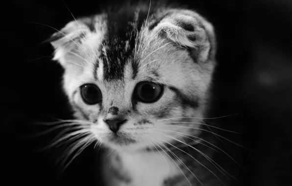 Картинка глаза, взгляд, черно белое, котёнок, котэ