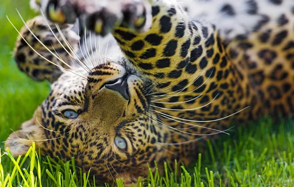 Картинка трава, морда, игра, лапа, хищник, леопард, leopard