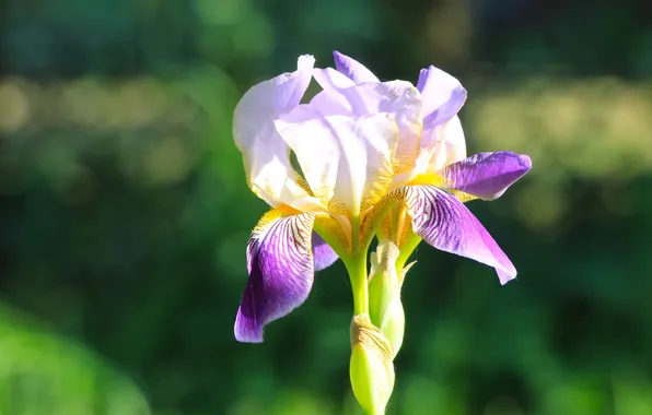 Flower, lily, blooming