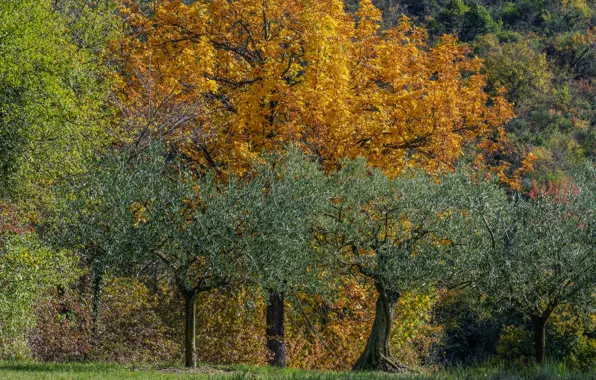 Картинка осень, деревья, Франция, Люберон