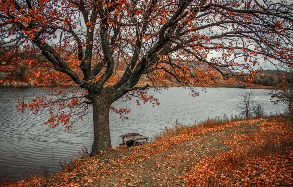 Картинка осень, пейзаж, природа, река, дерево, берега