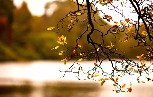 Картинка листва, ветка, осень, природа