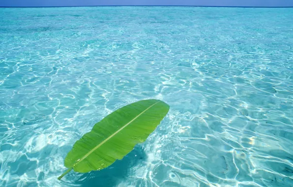 Море, лето, вода, лист