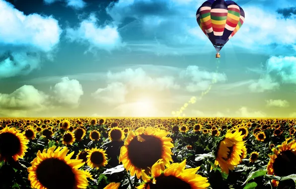 Картинка поле, полет, подсолнухи, пейзаж, жизнь, воздушный шар, восход, рассвет