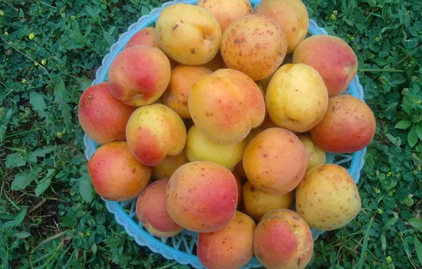 Плоды, фрукты, вкуснятина, витамины, абрикосы, дары лета