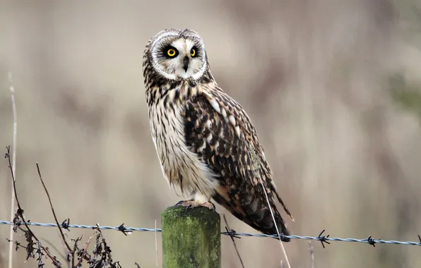 Природа, сова, птица