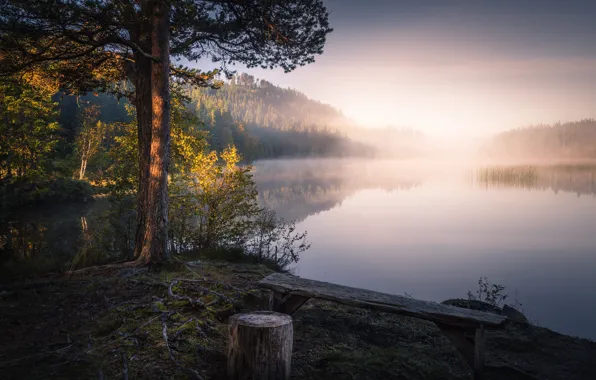 Скамейка, туман, озеро, дерево, берег, утро, лавочка, водоем
