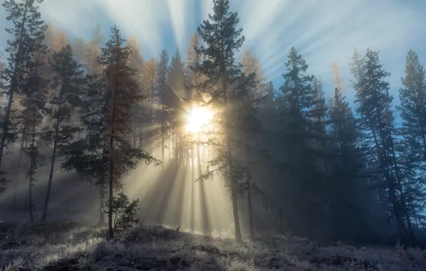 Картинка солнце, свет, деревья, природа