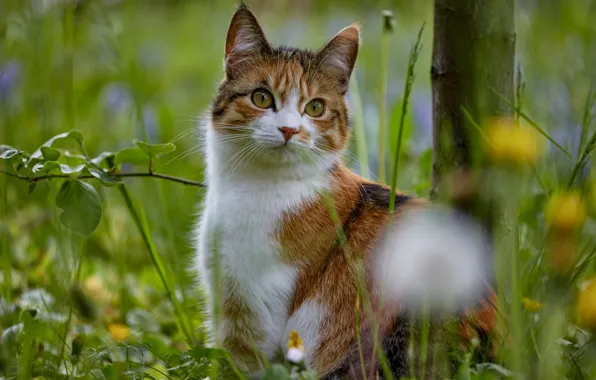 Кошка, лето, трава, взгляд, морда, листья, цветы, ветки