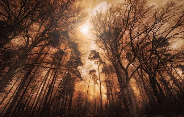 Картинка лес, деревья, освещение