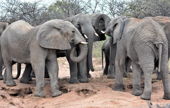Картинка группа, африка, слоны